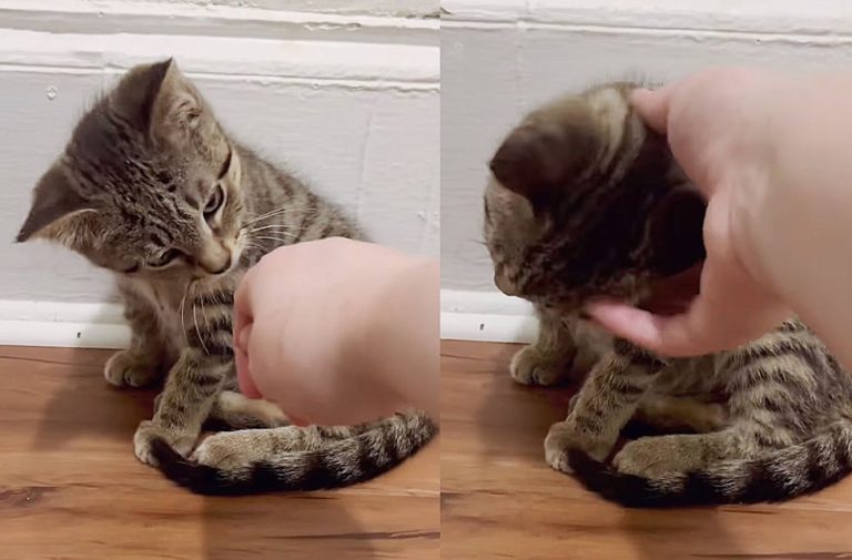 1697944252_944_Feral-Kitten-Pushed-Everyone-Away-but-Decided-to-Trust-for