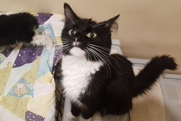 1697944906_954_Guy-Plans-to-Adopt-a-Cat-and-a-Kitten-but