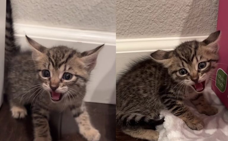 1697945014_609_4-Kittens-Who-Live-Outside-and-Dont-Want-to-Be