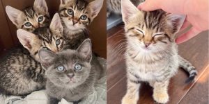 La remarquable transformation de quatre chatons d’extérieur