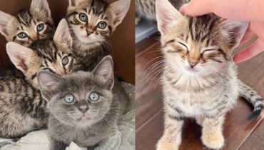 La remarquable transformation de quatre chatons d’extérieur