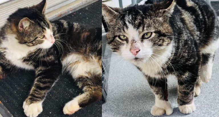 1697945215_273_Stray-Cat-Waits-in-Front-of-Residents-Door-Until-They