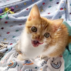 Un chaton sauvé avec un nez bifide unique trouve un nouvel espoir