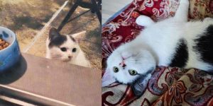 Sauvé et chéri : L’histoire de Typia le chaton