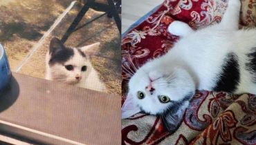 Sauvé et chéri : L’histoire de Typia le chaton