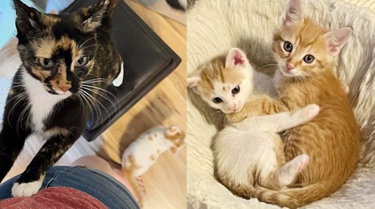 abandon adoption câlins chaton famille félins mère adoptive orphelin parc sauvetage 