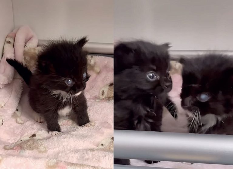 1697947377_969_Two-Kittens-Seek-Help-Together-One-of-Them-Appears-Blind