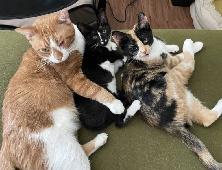 1697947496_656_Kitten-Stuns-Everyone-with-Her-Progress-After-She-was-Out