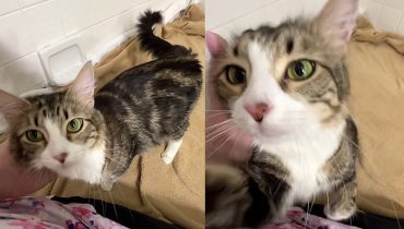 Histoire d’un sauvetage : L’étonnante transition d’une chatte avec ses chatons