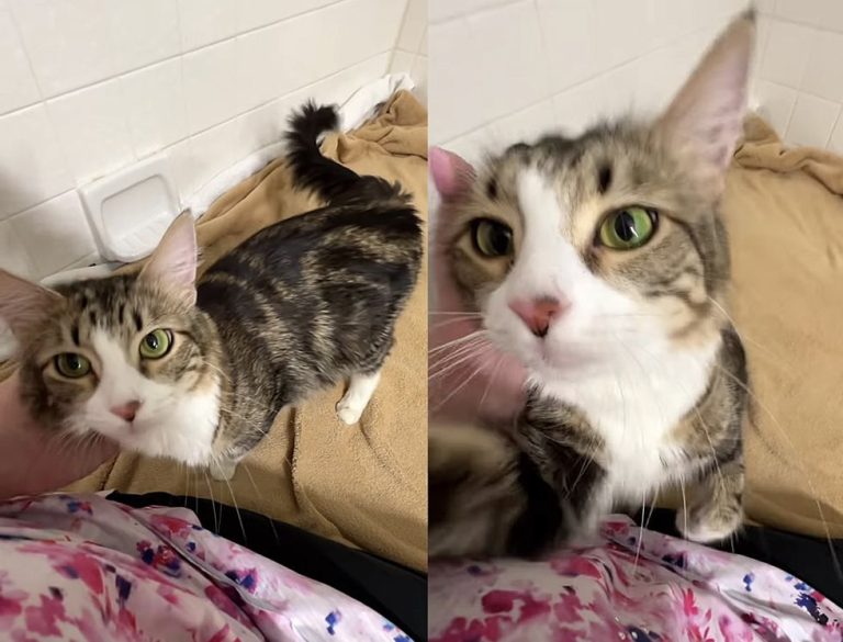 1697947620_276_Cat-Said-to-Be-Unsocialized-at-Shelter-Changes-Completely-When