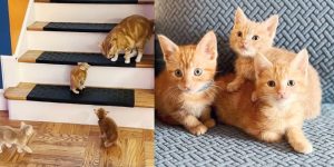 D’un camion à un foyer : le voyage de trois adorables chatons
