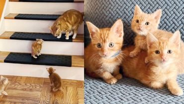 D’un camion à un foyer : le voyage de trois adorables chatons