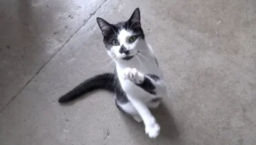 Voici Kodi : L’adorable chat Gooboi qui fait fureur sur Internet