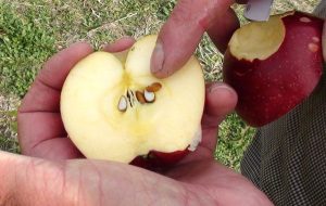 Comment faire pousser des pommiers à partir de graines – Un tutoriel simple