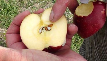 Comment faire pousser des pommiers à partir de graines – Un tutoriel simple