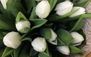 Conseils pour la Culture de Tulipes : Réalisez un Engrais Économique