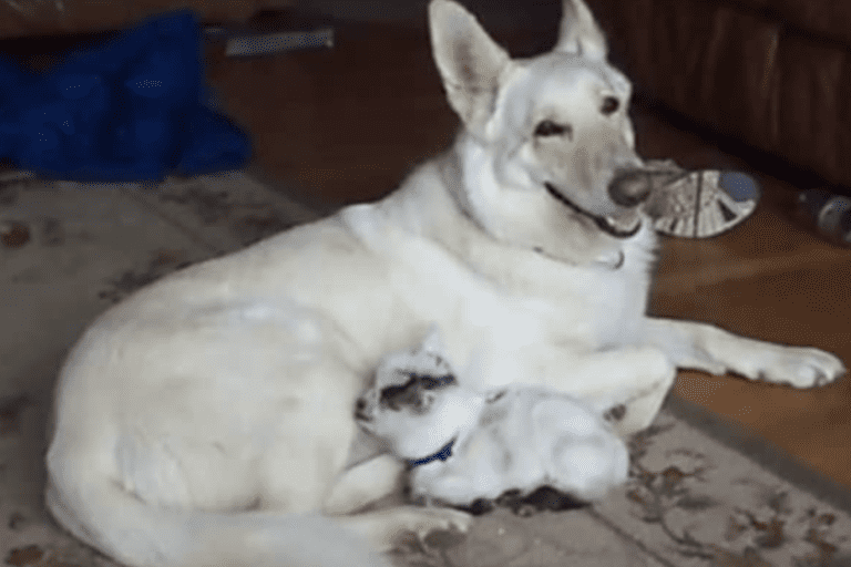 A-White-German-Shepherd-and-Baby-Pygmy-Goats-Unlikely-Friendship-1