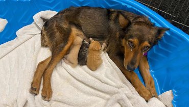 Une chienne abandonnée trouve un nouveau but en devenant la mère porteuse de chatons orphelins.