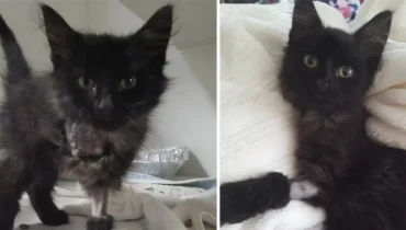 L’histoire d’un chaton noir courageux et de son combat contre une patte douloureuse