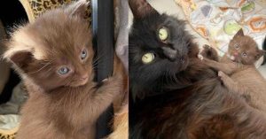 Une chatte donne naissance à quatre chatons au pelage brun rare et à une famille bienveillante pour les aider à s’épanouir