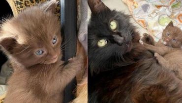 Une chatte donne naissance à quatre chatons au pelage brun rare et à une famille bienveillante pour les aider à s’épanouir