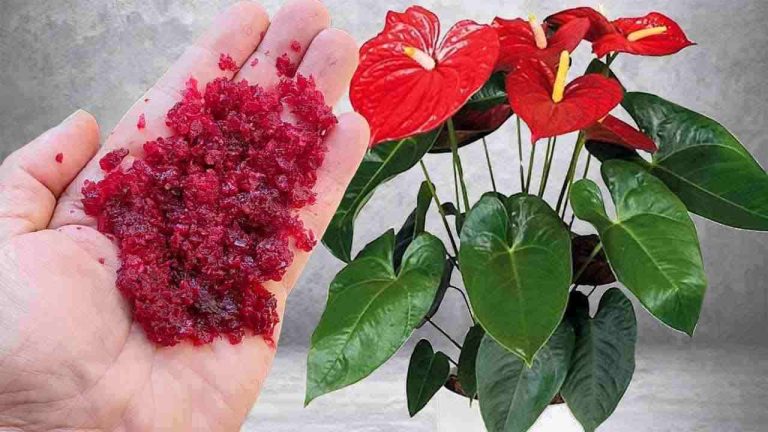 Cela-peut-paraitre-incroyable-mais-une-poignee-de-cet-ingredient