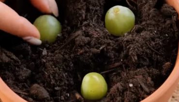 Mettez 3 raisins dans un pot rempli de terre – que se passe-t-il 10 jours plus tard