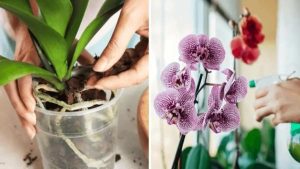 Comment Cultiver de Magnifiques Orchidées : Un Guide Simple en 4 Étapes