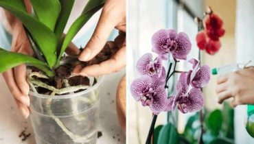 Comment Cultiver de Magnifiques Orchidées : Un Guide Simple en 4 Étapes