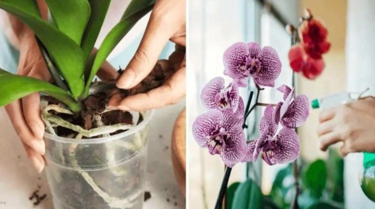 culture hydratation lumière orchidées substrat vase 