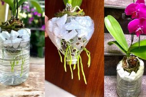 Cultiver des Orchidées en Toute Simplicité : La Méthode à la Vapeur Dévoilée