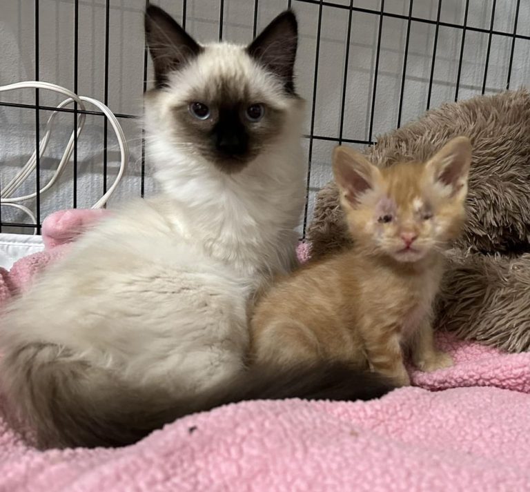 Family-and-Their-Cat-Change-Everything-for-Little-4-week-old-Kitten