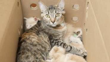 Une maman chat rayée nourrit 14 chatons récemment adoptés