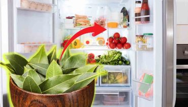 Le Laurier : Une Plante aux Pouvoirs Surprenants pour Votre Réfrigérateur