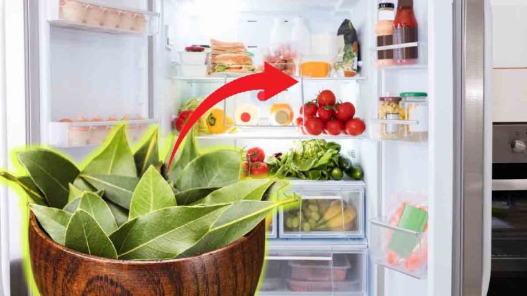 Feuilles-de-laurier-et-Refrigerateur