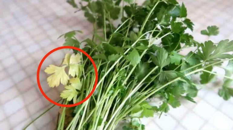 astuce causes conservation Eau feuilles jaunes infections jaunissement nutriments persil réfrigérateur soleil températures 