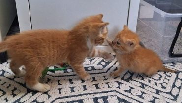 Le chemin de la guérison des chatons : Une histoire d’espoir et de guérison
