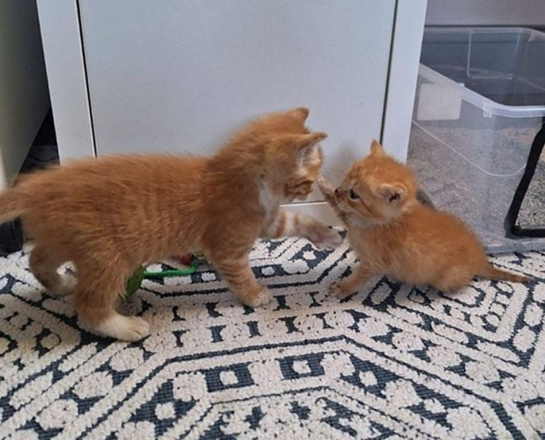 Kitten-Who-Almost-Didnt-Make-it-Has-the-Sweetest-Response