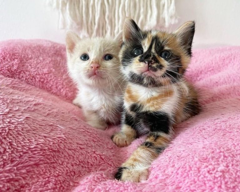 Kitten-with-Beautiful-Markings-Found-Roaming-Outside-2-Months-Later