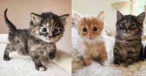 L’histoire réconfortante d’un compagnon chaton : Le voyage de Moxie et Patrick