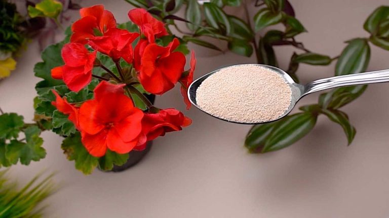 Laissez-les-fleurs-fleurir-toute-lannee-avec-ces-deux-ingredients