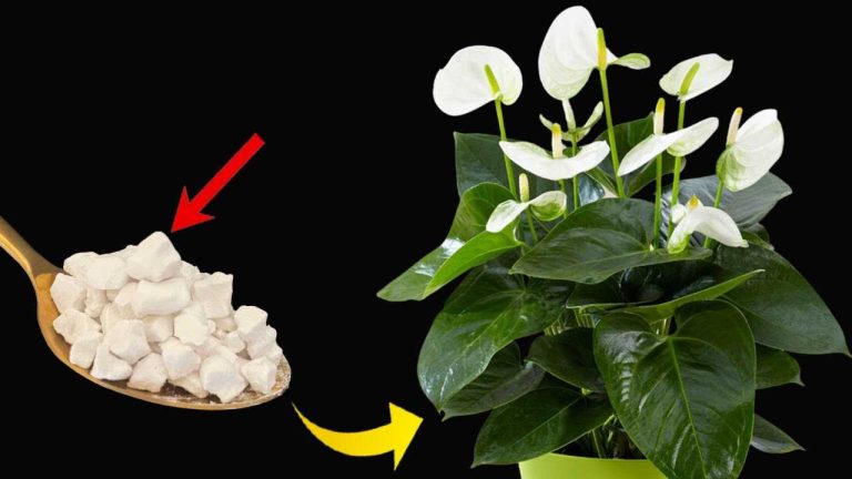Lys-de-paix-seulement-avec-cet-ingredient-fleurit-jusqua-10