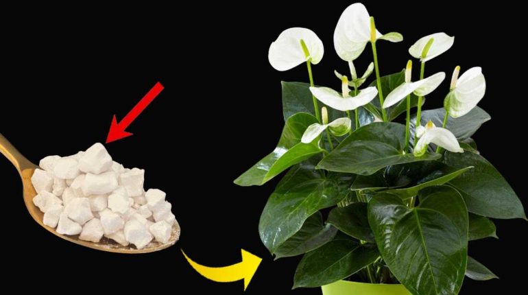 engrais naturel entretien farine de tapioca fleurs lys de la paix plante d'intérieur soin des plantes. 