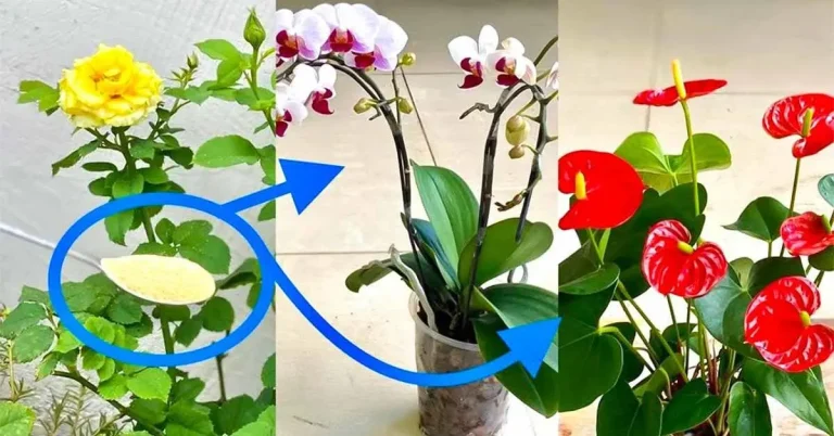 Mon-jardinier-ma-montre-cette-astuce-pour-faire-refleurir-nimporte-quelle-orchidee-FB-final-1200×628