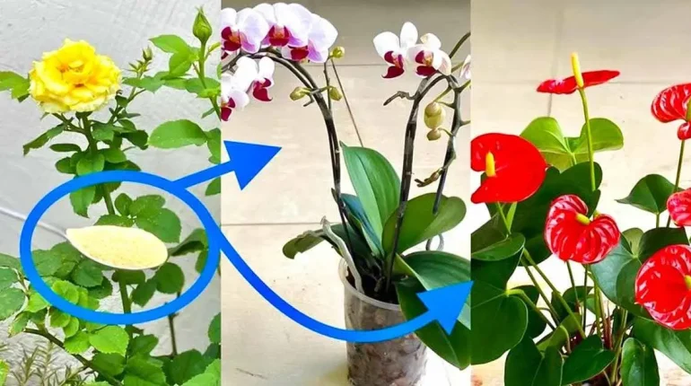 engrais naturels floraison orchidées plantes poudre d'ail prendre soin renforcement roses santé des plantes 