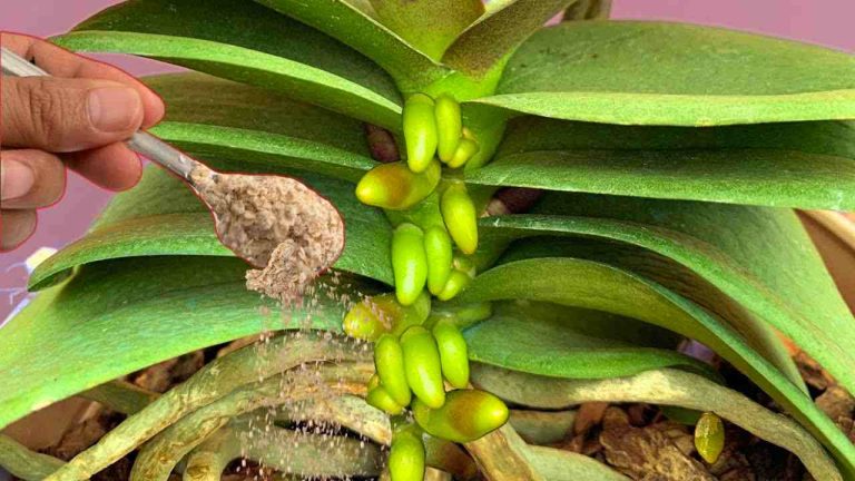 Orchidees-avec-une-cuilleree-de-cet-ingredient-vous-les-aurez
