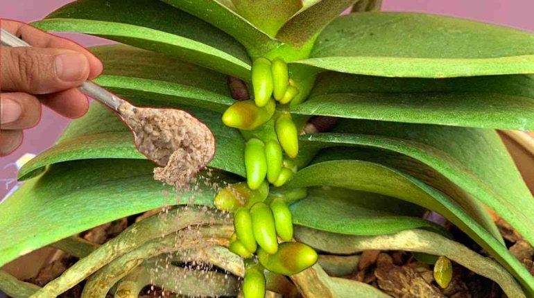 arrosage avoine croissance culture engrais humidité luminosité orchidées 