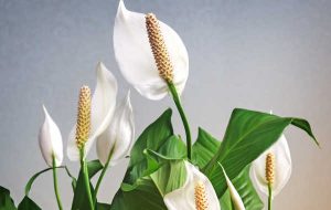 Cultiver le Spatafillo : Votre Guide pour une Floraison Éclatante