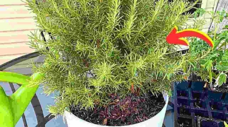 arrosage conseils culture en pot Insectes longévité lumière méditerranée pépiniéristes plante aromatique propriétés rempotage romarin sol taille 