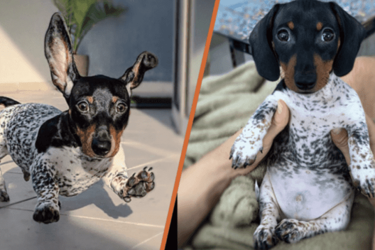 The-Adorable-Cow-Lookalike-with-19-Charm-Filled-Photos (1)